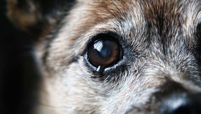 Лейкома у собак - как она проявляется и способы лечения.