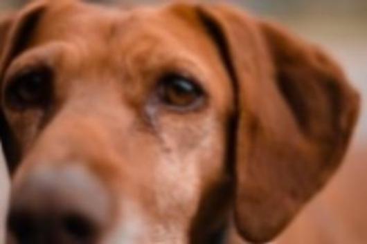 Болезни глаз у собак, причины, симптомы, лечение - ветклиника 