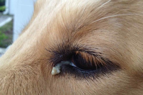 Ожог глаза: первая помощь и лечение