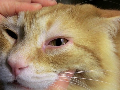 Как помыть кошке глаза в домашних условиях?